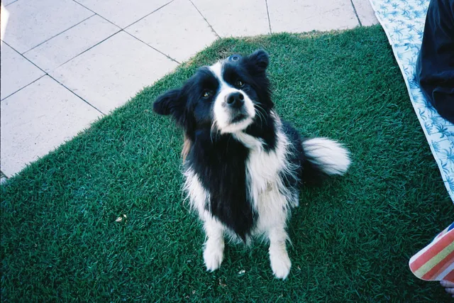 A border collie sitting on a turf dog run beside a patio