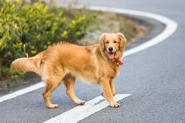 A golden retriever walking on a park path