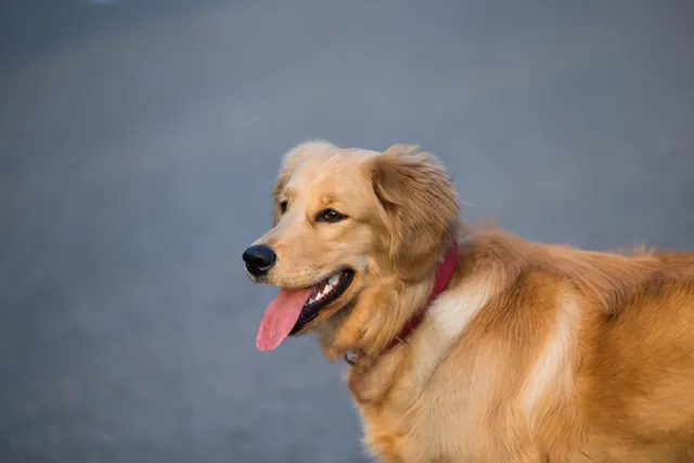 A golden retriever looking up with its tongue out