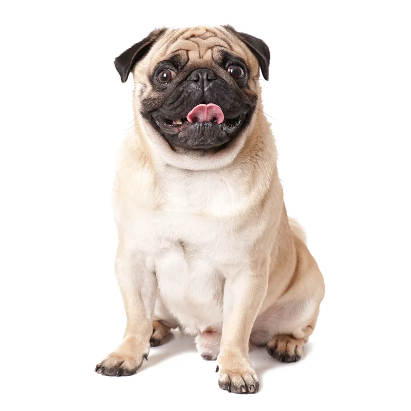 A pug sitting on a white background