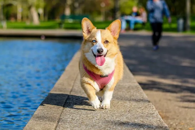 A corgi on a walkway beside a pond at a public park