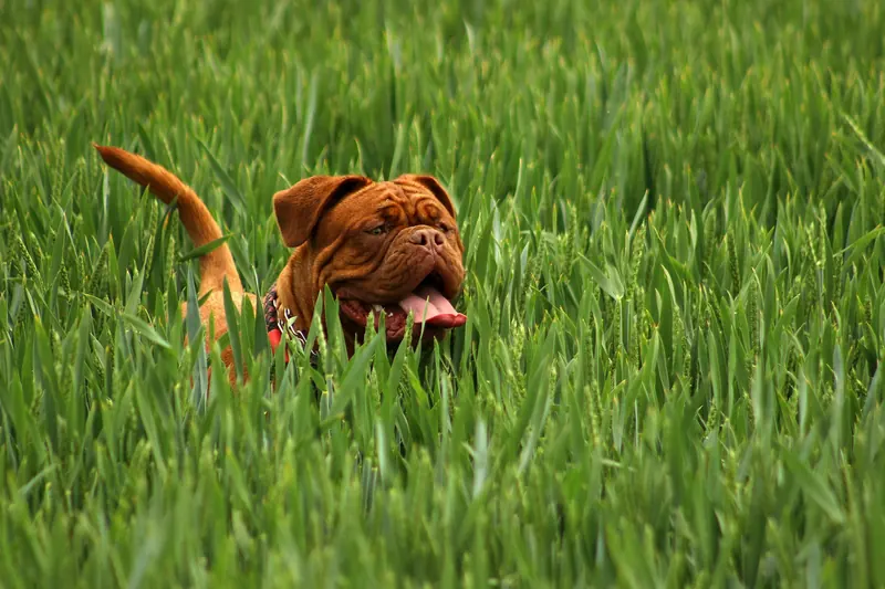 A dog playing in tall green grass