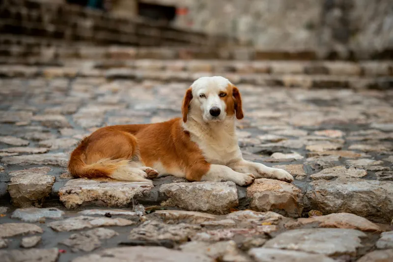 A dog resting on a clean stone patio