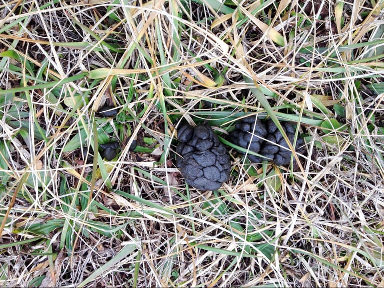 deer droppings deer droppings