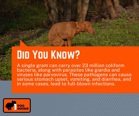 did you know did you know