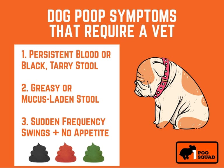dog poop symptoms require vet dog poop symptoms require vet