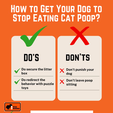 get dog stop eating cat poop get dog stop eating cat poop