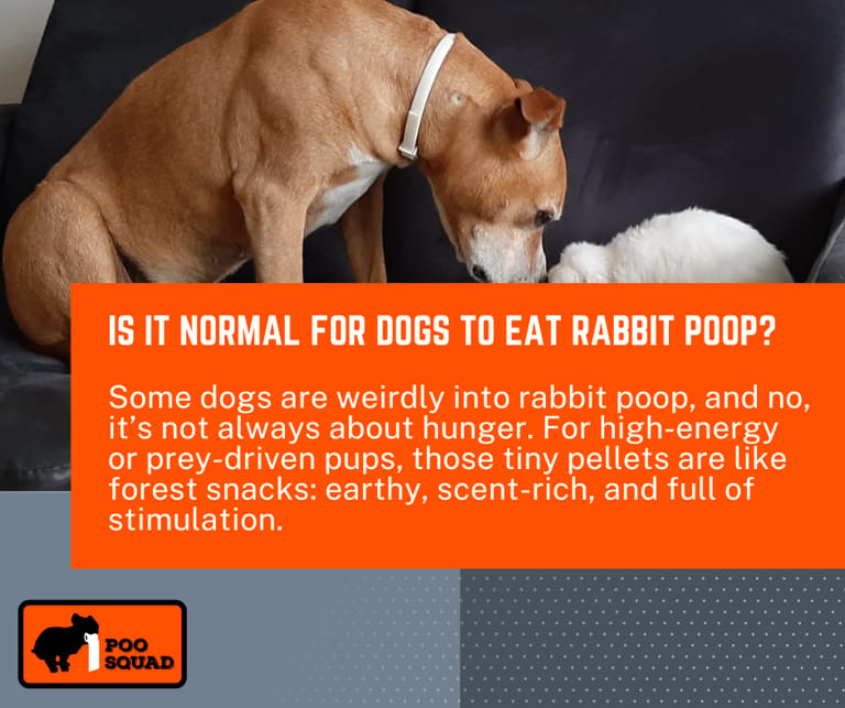 is it normal dog eat rabbit poop is it normal dog eat rabbit poop