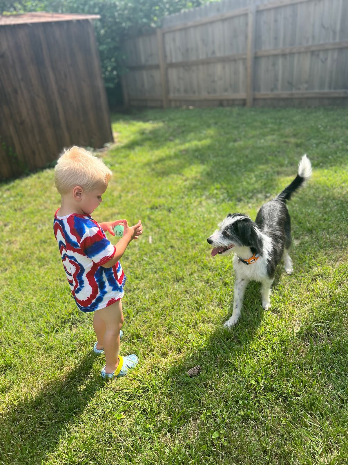 A toddler in a patterned romper standing on a sunny fenced back lawn facing a black and white dog.