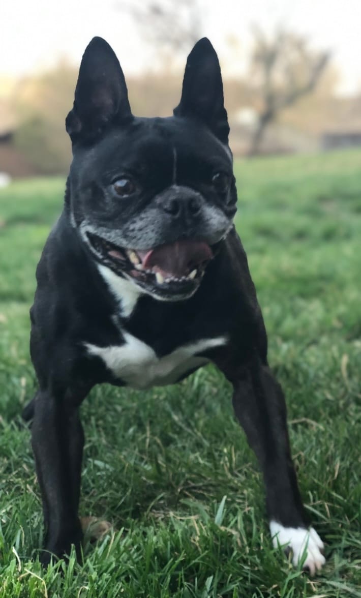 A black and white Boston terrier standing on a grass lawn with its mouth open, back legs planted.