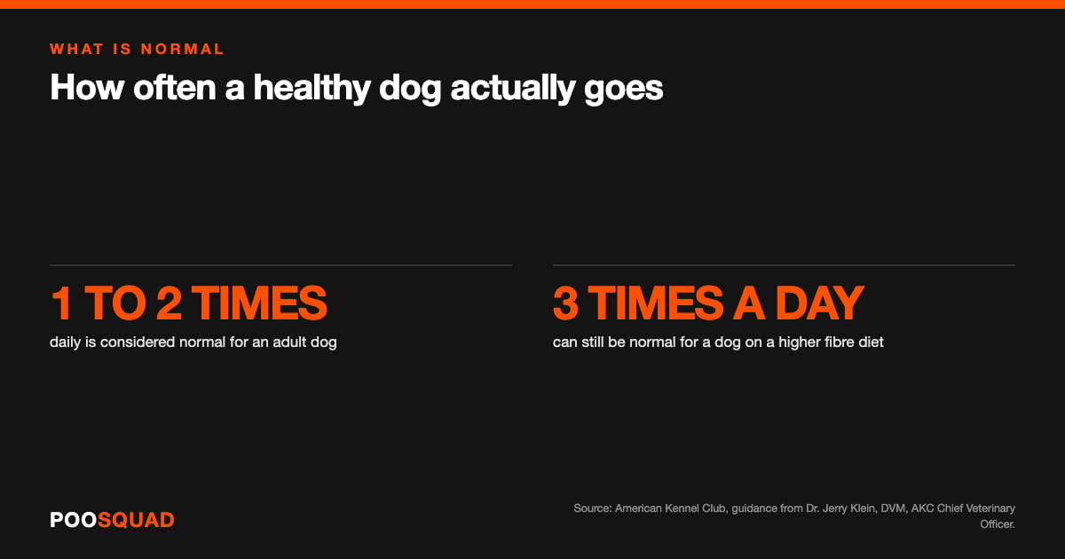Infographic: one to two bowel movements a day is considered normal for an adult dog, and three times a day can still be normal on a higher fibre diet. Source: the American Kennel Club.