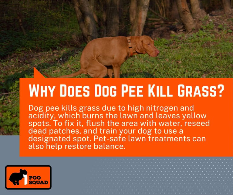 why dog pee kill grass
