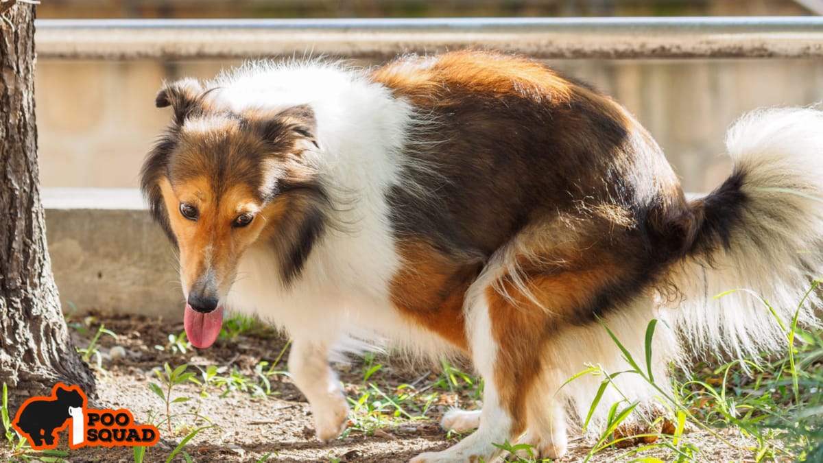 Why Dogs Roll in Poop: 7 Ways to Stop It