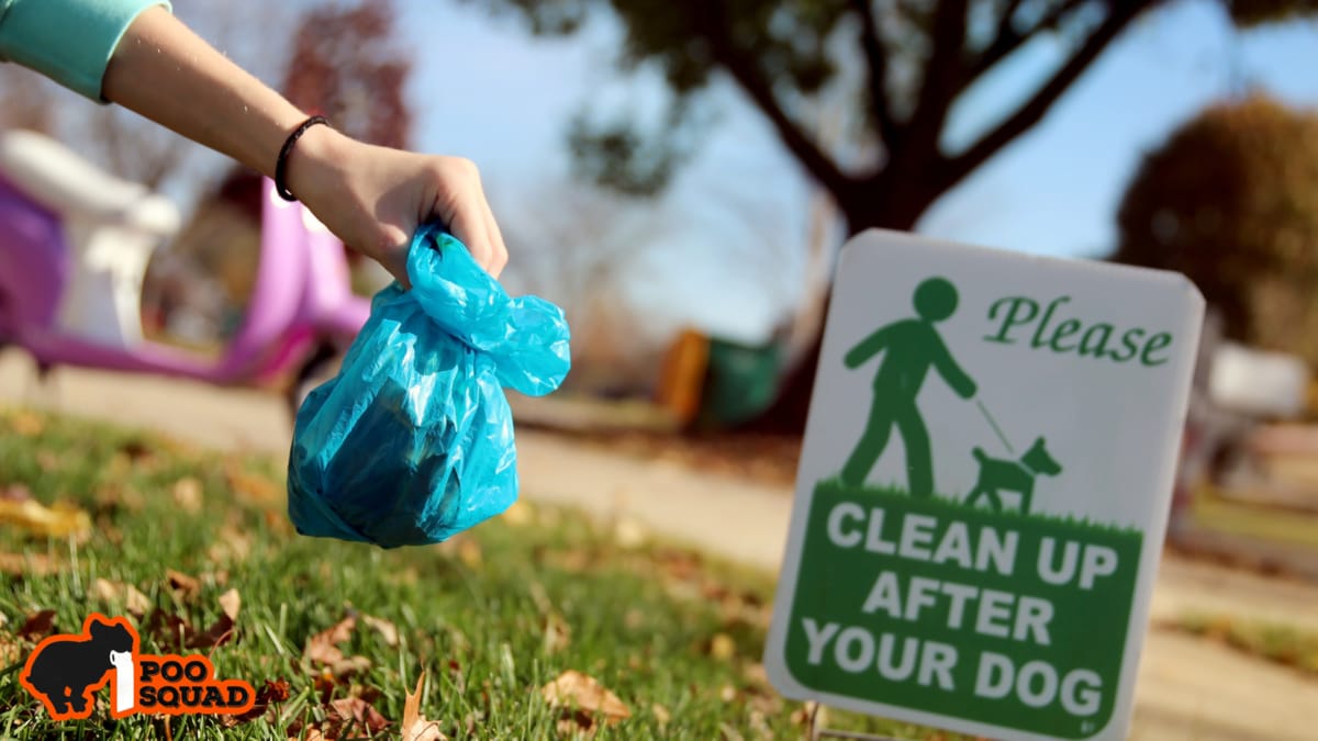 Your Dog’s Poop Look Weird? - Poo Squad