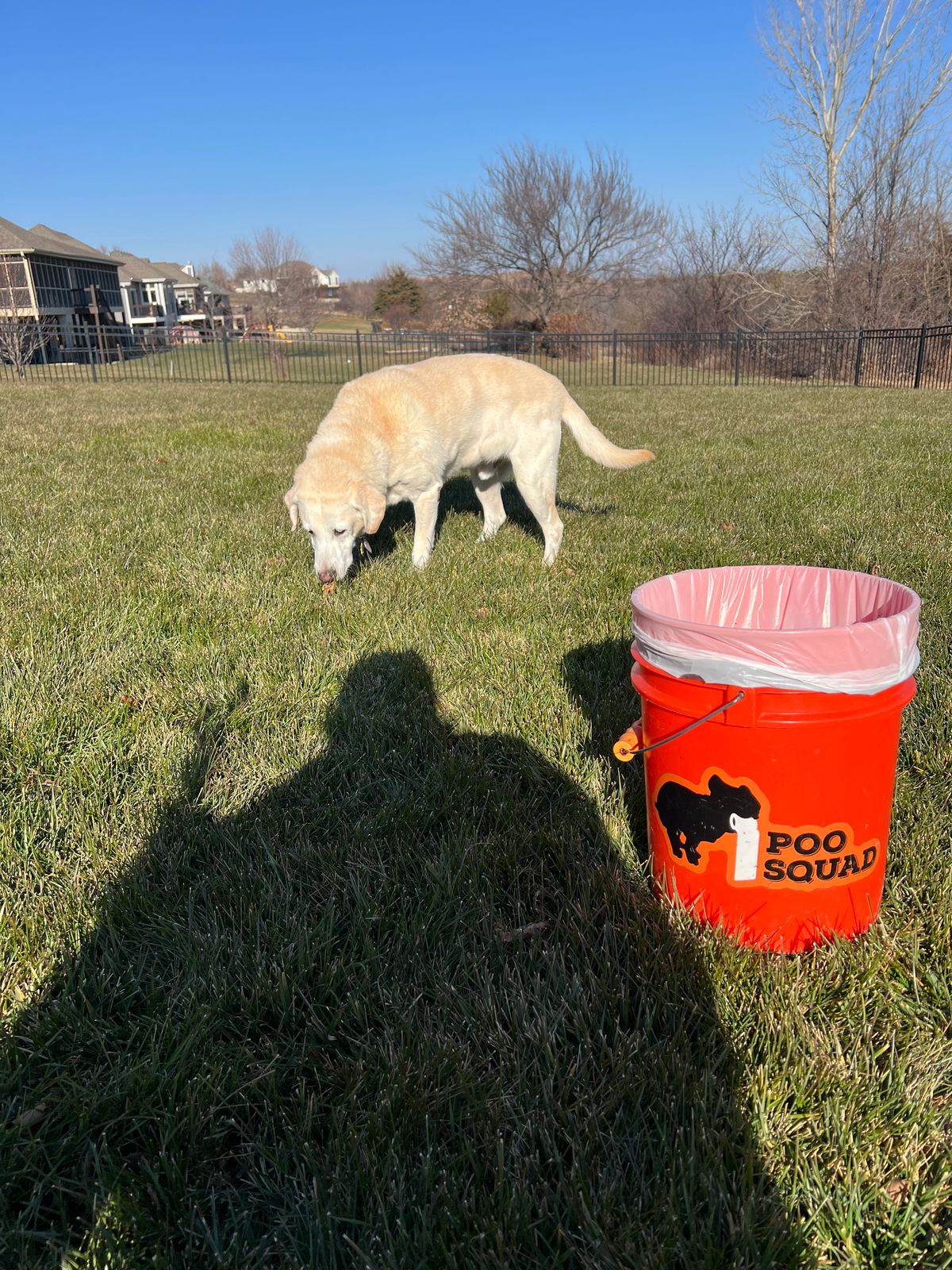 Yellow Labrador sniffing a green lawn next to an orange Poo Squad bucket in a sunny fenced backyard