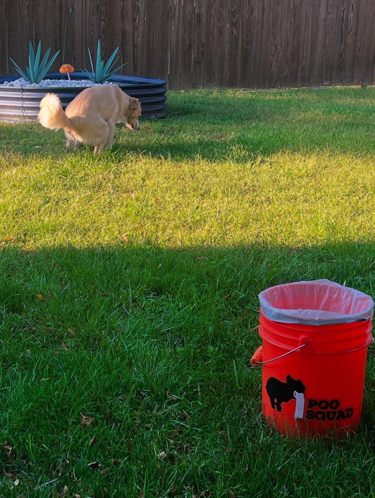 Golden dog squatting on a sunny lawn with an orange Poo Squad bucket waiting nearby
