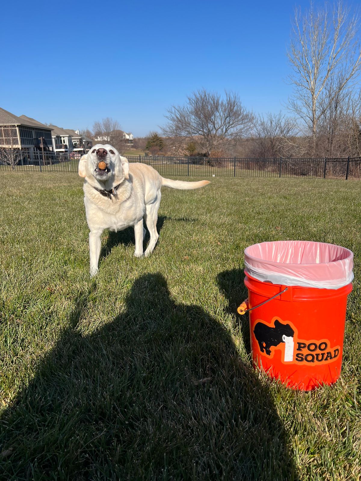 Yellow Labrador catching a treat on a sunny lawn beside an orange Poo Squad bucket
