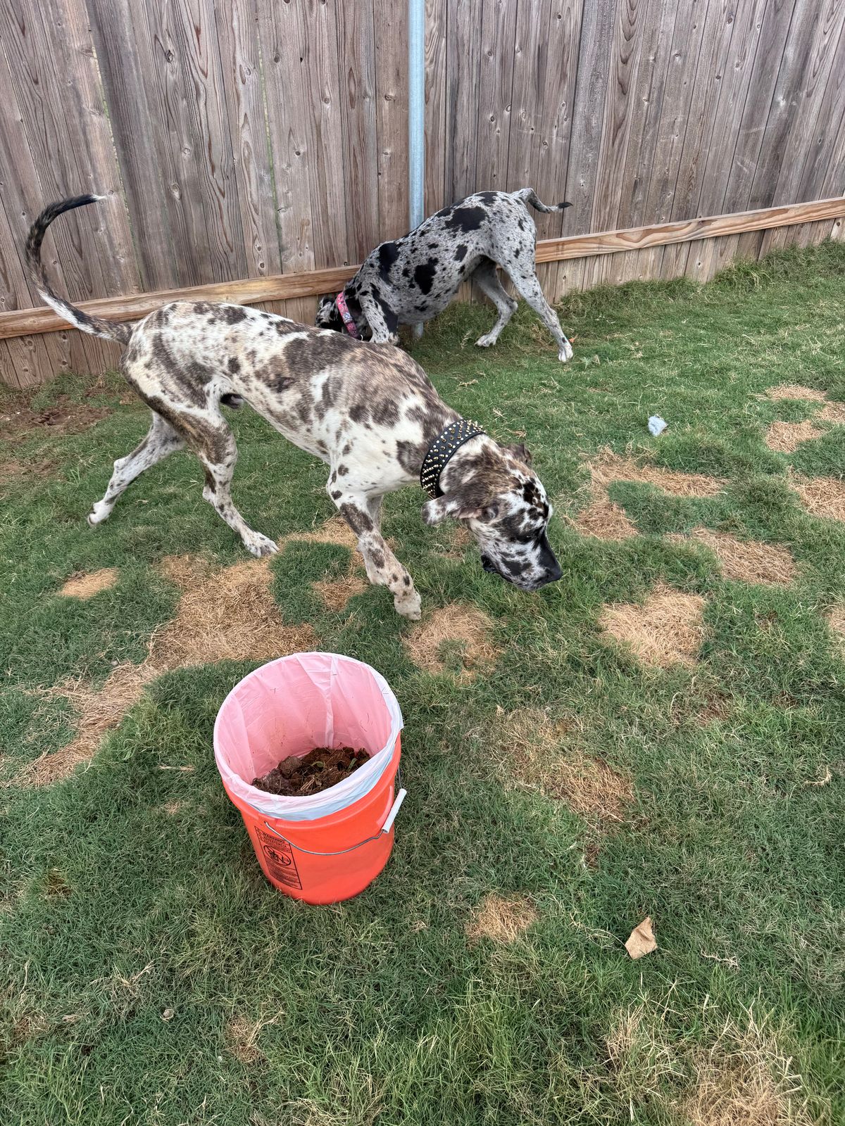 Two spotted Great Danes sniffing a fenced backyard lawn beside an orange bucket used for collecting dog waste