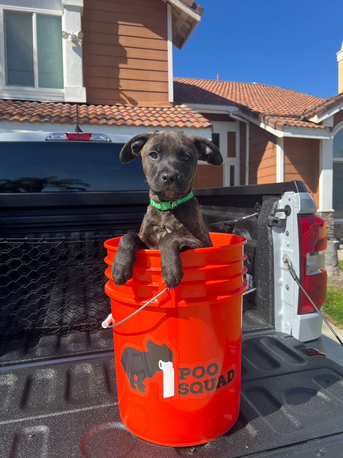 Brindle puppy in a green collar peeking out of an orange Poo Squad bucket in a pickup truck bed on a sunny day