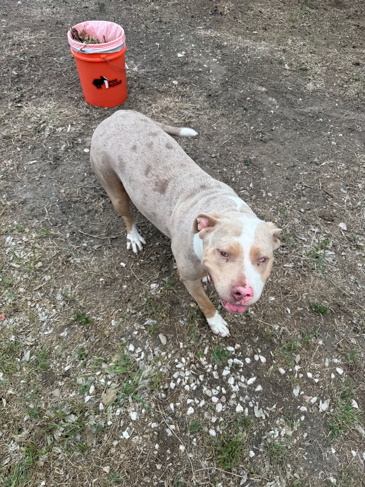 Tan and white pit bull smiling up at the camera beside an orange Poo Squad bucket in a dirt yard