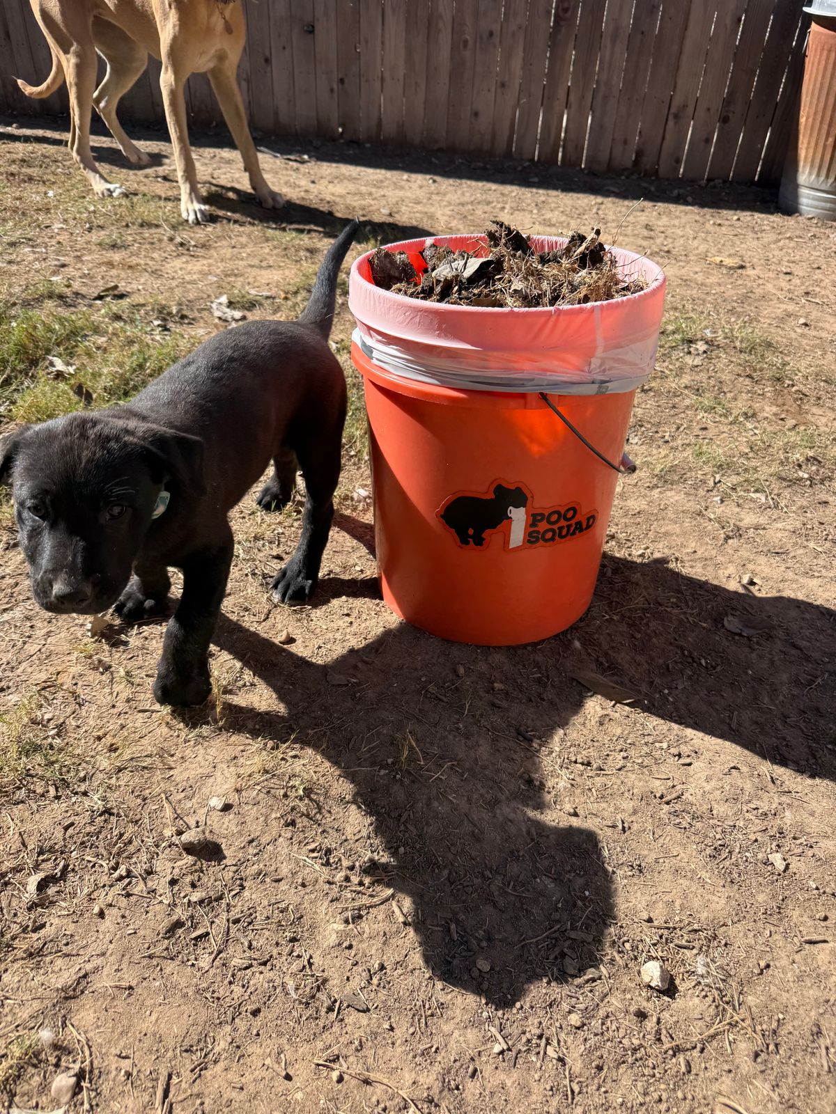 Black puppy beside an orange Poo Squad bucket full of collected waste in a sunny backyard, tan dog behind