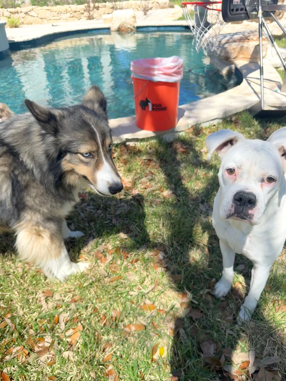 Husky mix and white boxer on a sunny lawn by a pool, orange Poo Squad bucket in the background