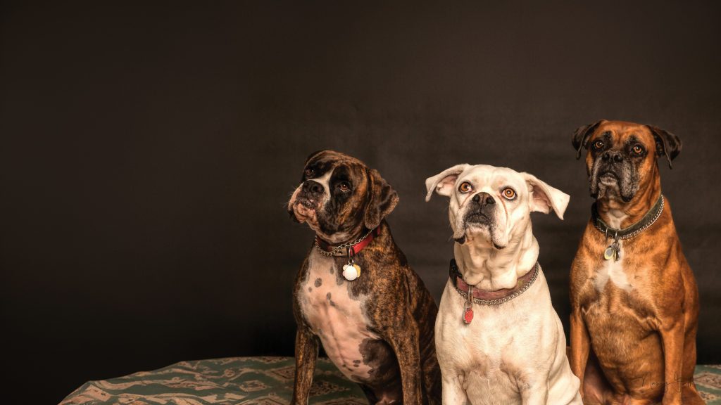 Bridgewater, NJ Pooper Scooper Service | Pet Waste Removal