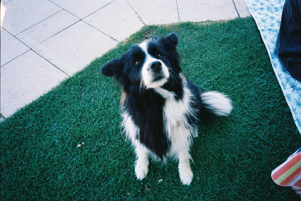 Pooper Scooper Services in Northeast, OH | Dog Waste Removal