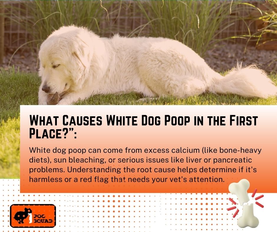 What Causes White Dog Poop in the First Place