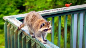 backyard animal poop identification guide