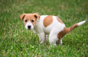 black dog poop reasons
