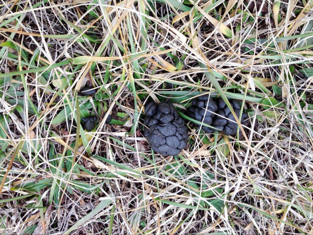 deer droppings