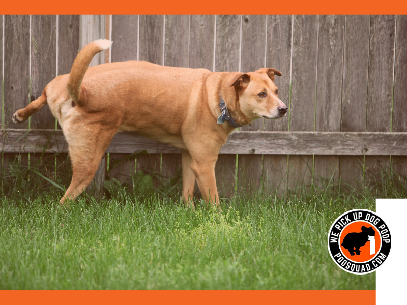 dog pee killing grass