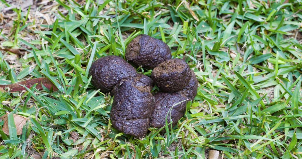 dog poop identification