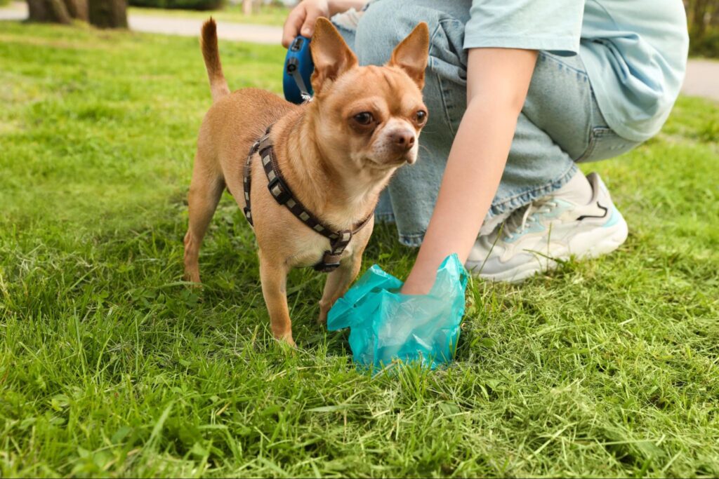 dog poop meaning health guide