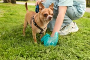 dog poop meaning health guide