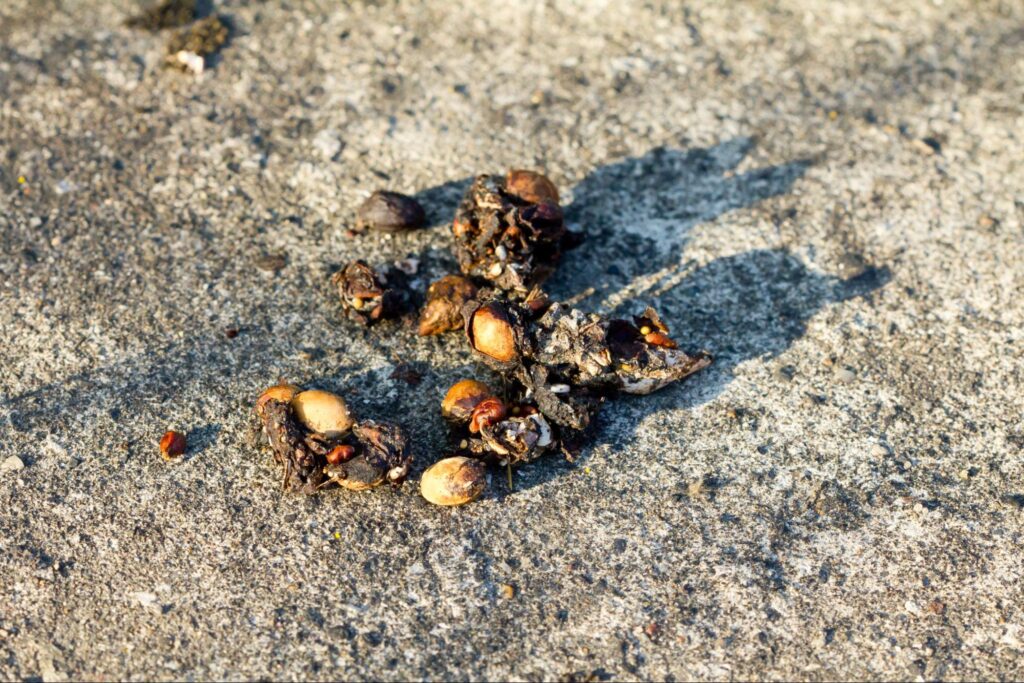 fox droppings