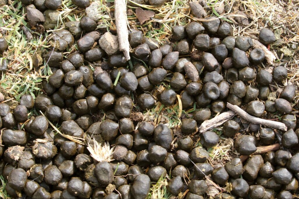 goat droppings