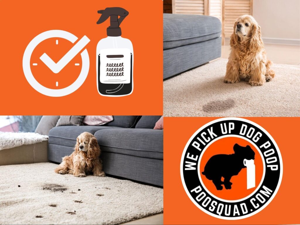how to get dog poop out of carpet