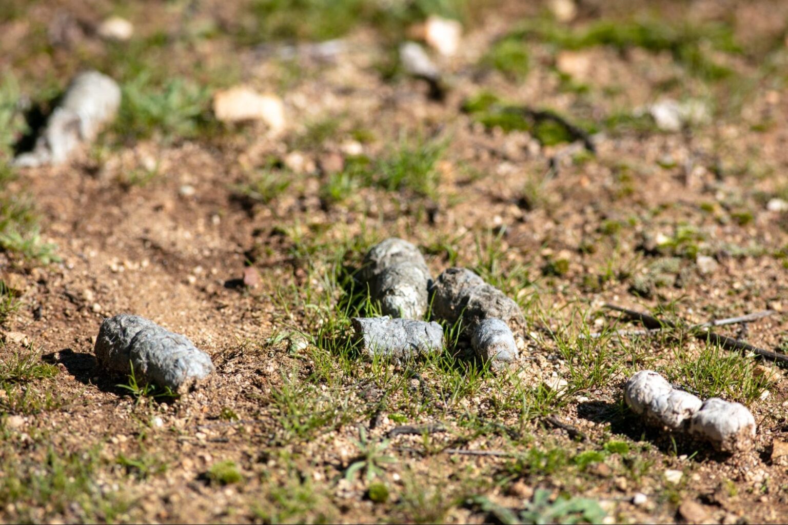 Backyard Animal Poop Identification Guide (With Photos)