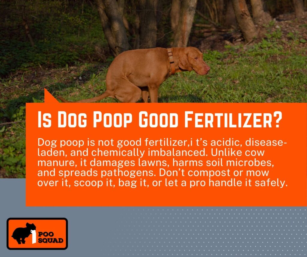 is dog poop good fertilizer