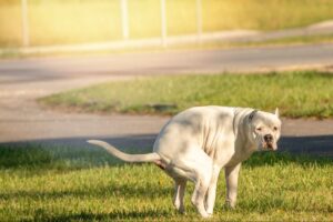 is dog poop good fertilizer