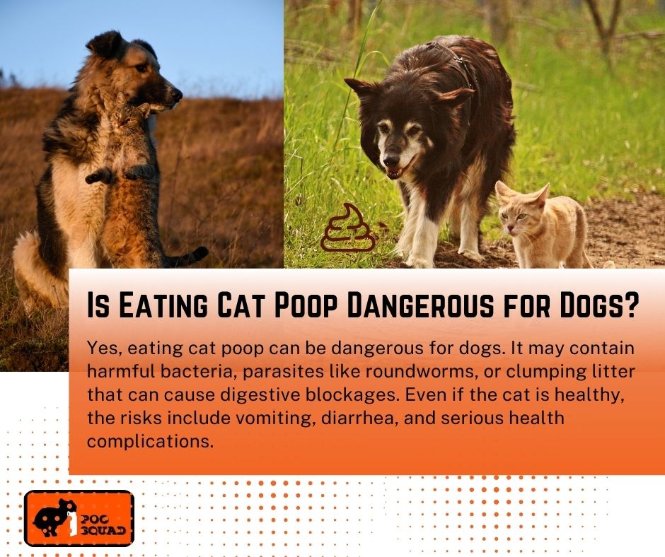 is eating cat poop dangerous dogs