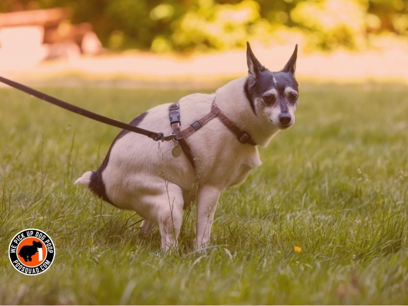 is white dog poop dangerous