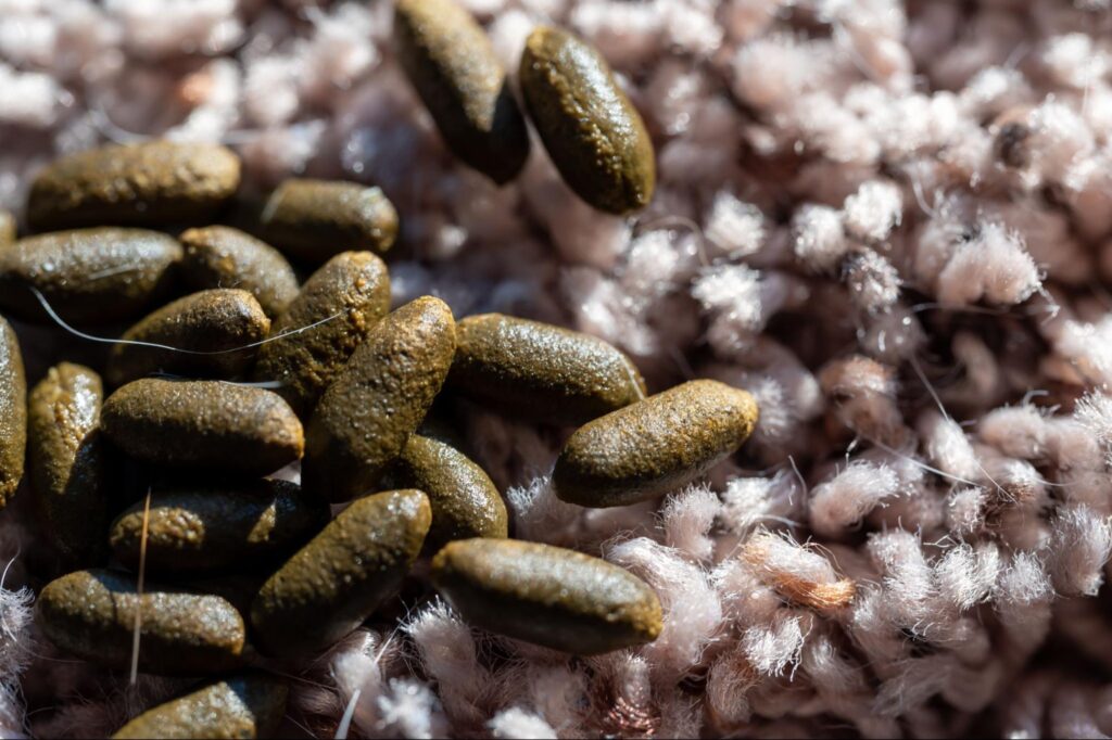 mouse droppings