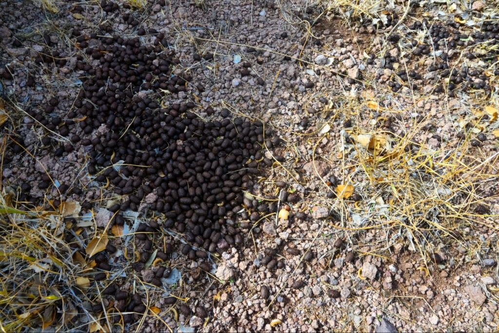 rabbit poop