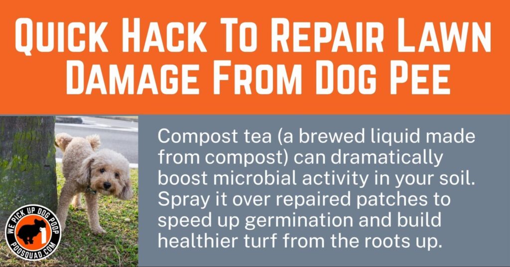 repair lawn damage from dog pee