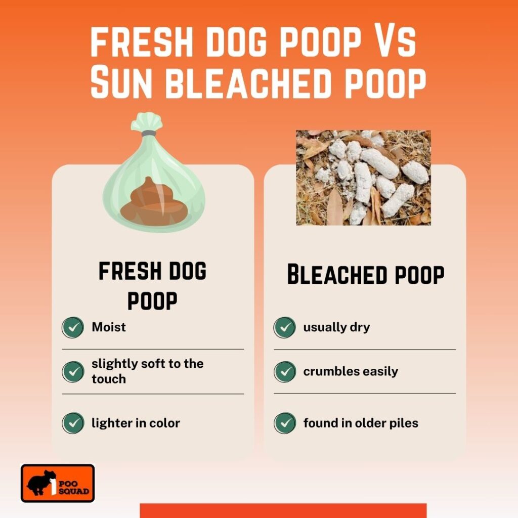 sun bleached dog poop