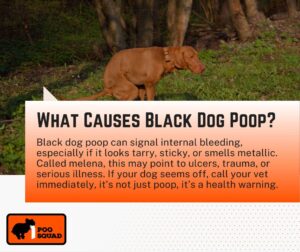 what causes black dog poop