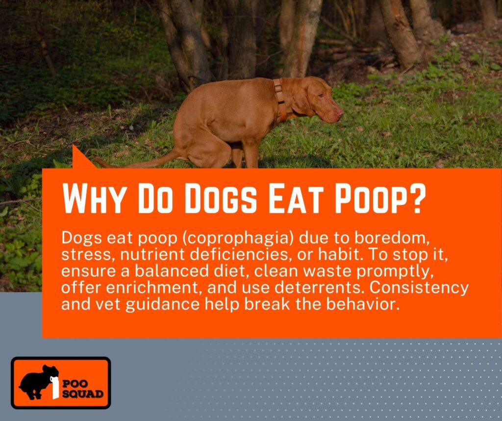 why do dogs eat poop